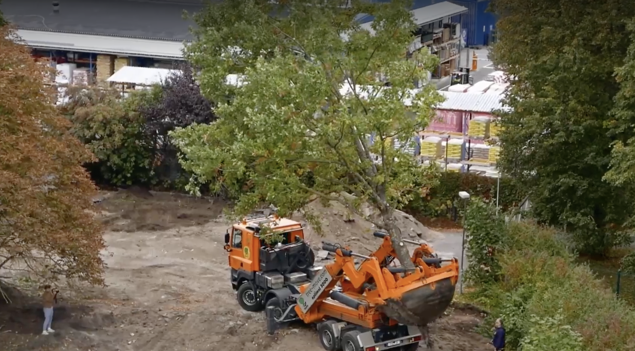 Pressimaterjal ja video: Ehitusobjektil päästeti raiest 50-aastane tamm